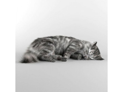 Furry cat 1 3D model