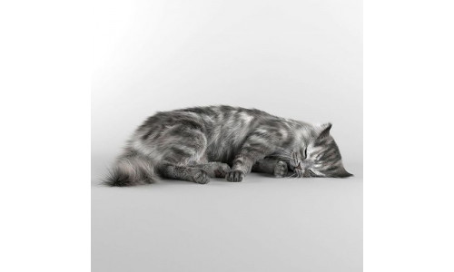Furry cat 1 3D model
