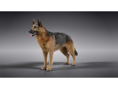 German Shepherd Rigged 3D model