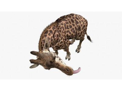 Giraffe Masai Fur Rigged 3D model