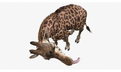 Giraffe Masai Fur Rigged 3D model
