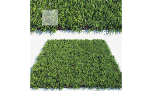 Grass 3 3D model