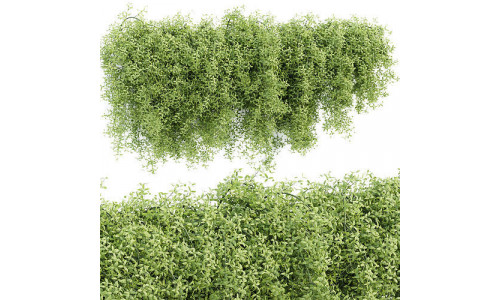 Hanging wall plants vol 171 3D model