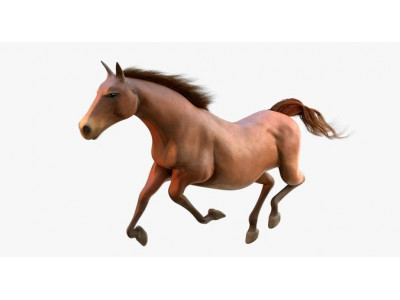 Horse Animated Low-poly 3D model