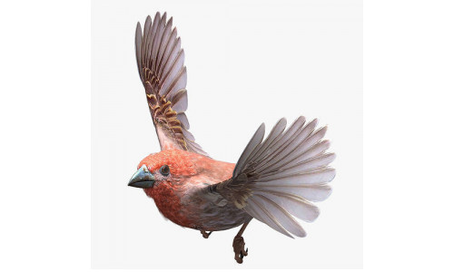 House finch - rigged - animated - Standard PBR VRAY Low-poly 3D model