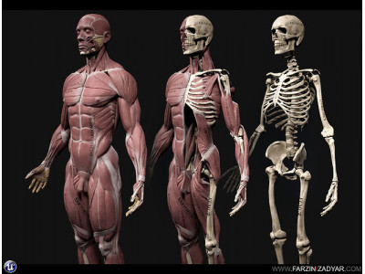 Human Anatomy Kit Low-poly 3D model