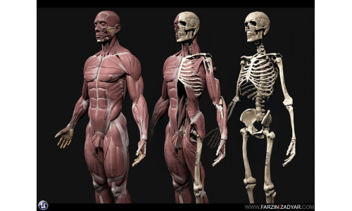 Human Anatomy Kit Low-poly 3D model