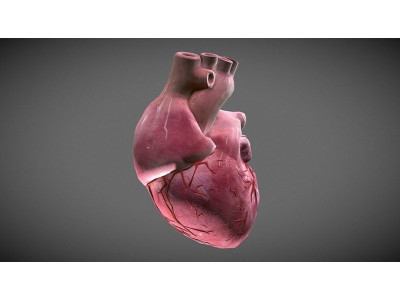 Human Heart Low-poly 3D model