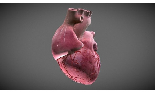 Human Heart Low-poly 3D model