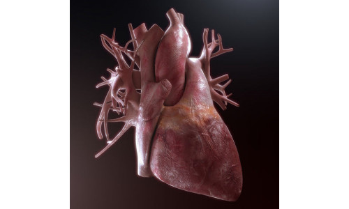 Human Heart High Quality 3D model