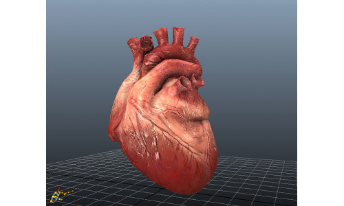 HUMAN HEARTS Animated Low-poly 3D model