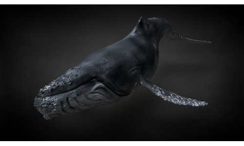 Humpback Whale C4D Rigged 3D model