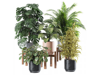 Indoor Plants Set 01 3D model