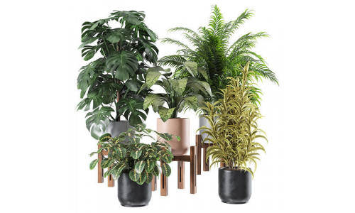 Indoor Plants Set 01 3D model