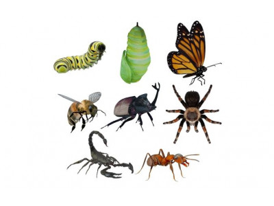 Insects Pack Ultra 3D model