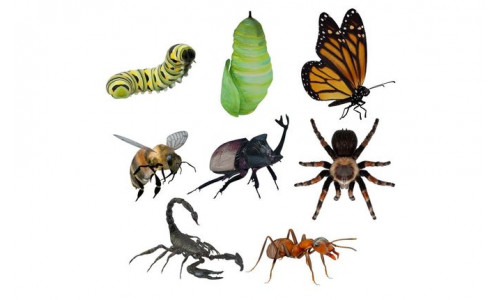 Insects Pack Ultra 3D model