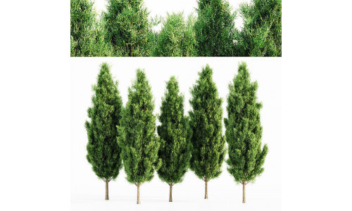 Italian Cypress tree collection 5 trees in the scene 3D model