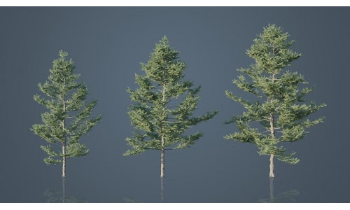 Japanese White Larch Trees Low-poly 3D model