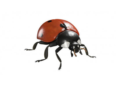 Ladybug Animated 3D model