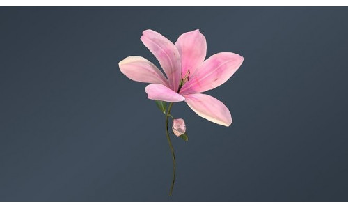 Lily Magnolia Flowers Rigged and Animated Low-poly 3D model