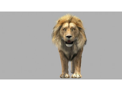 Lion animation 3D model
