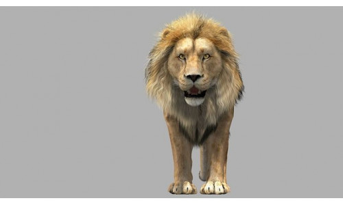 Lion animation 3D model