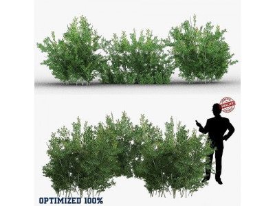 Lycium Shawii Shrubs Low-poly 3D model