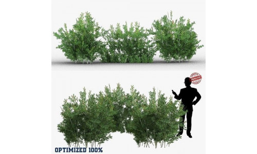 Lycium Shawii Shrubs Low-poly 3D model