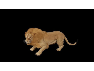 Male Lion  Low-poly 3D model