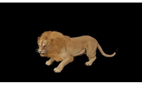 Male Lion  Low-poly 3D model