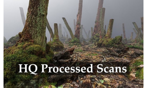 Mossy Tree Collection - Processed Scans PBR 4K Low-poly 3D model