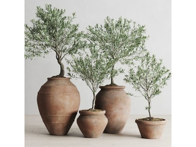 Olive European In Antique Clay Vessels 3D model