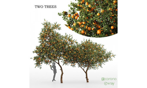 Orange fruit tree 3D model