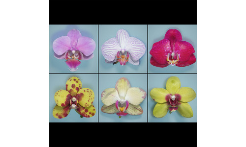 6 Orchids Flowers Low-poly 3D model