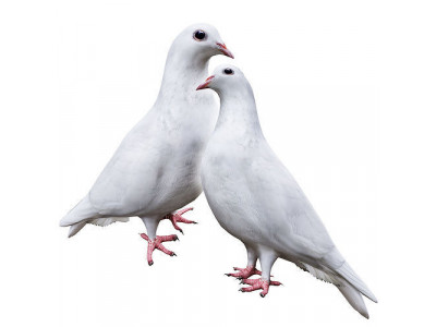 Pigeon 3D model