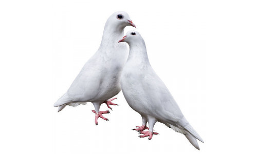 Pigeon 3D model