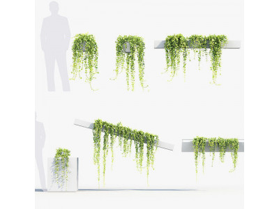 Pilea depressa Baby toes 3D Model 3D model