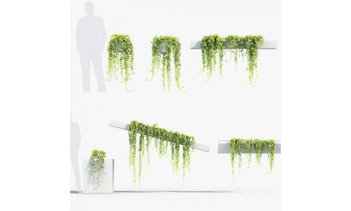 Pilea depressa Baby toes 3D Model 3D model