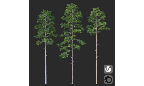 Pine 01 Set 01 3D model