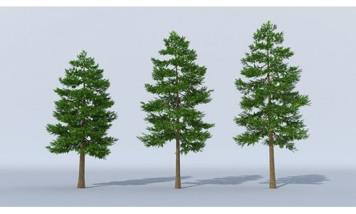 Pine Tree Pack of 3 3D model