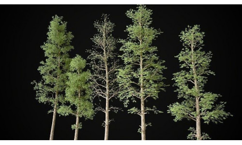 Pine Tree Pack Pinus 5 tree set Low-poly 3D model