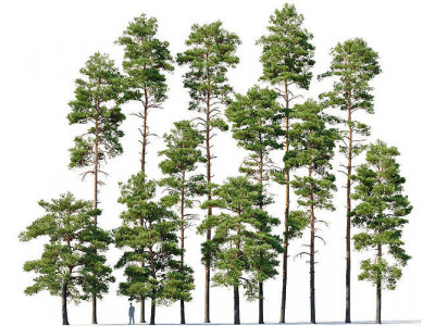 Pinus sylvestris  Mega Collection 12 models H10-27m 3D model
