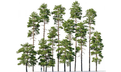 Pinus sylvestris  Mega Collection 12 models H10-27m 3D model