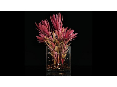 Plant 32 3D model