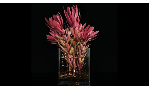 Plant 32 3D model