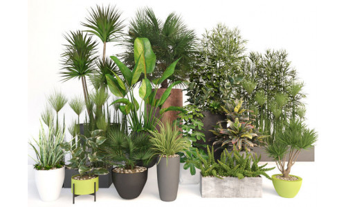 Plants 19 3D model
