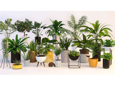 Plants 3D model