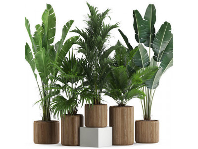 Plants collection 539 3D model