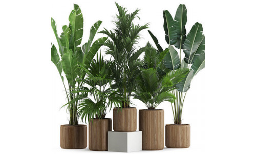 Plants collection 539 3D model