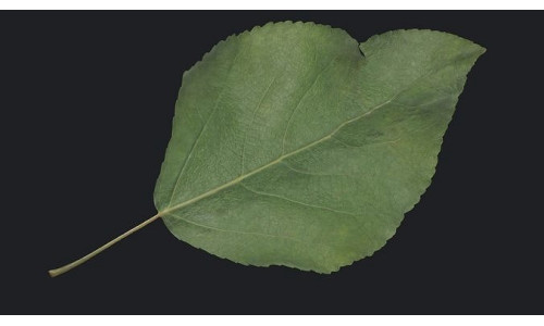Poplar Leaf Texture